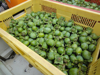 Kakishibuzome (Tannin Dye)