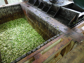 Kakishibuzome (Tannin Dye)