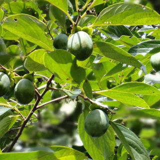 Kakishibuzome (Tannin Dye)