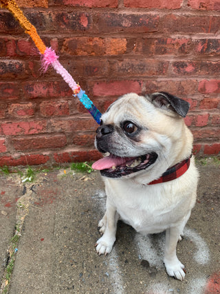 Dog Leash