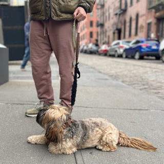 Dog Leash