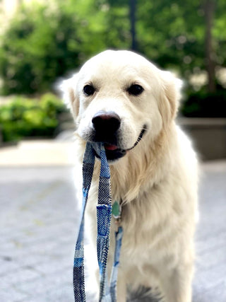 Dog Leash