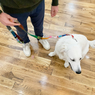 Dog Leash